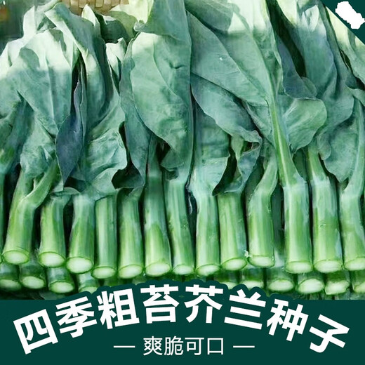 Xiangbin kale seeds kale field open-air planting in spring, summer, autumn and winter sowing pot seeds Guangdong vegetable seeds white flower willow leaf kale seeds 2000 original