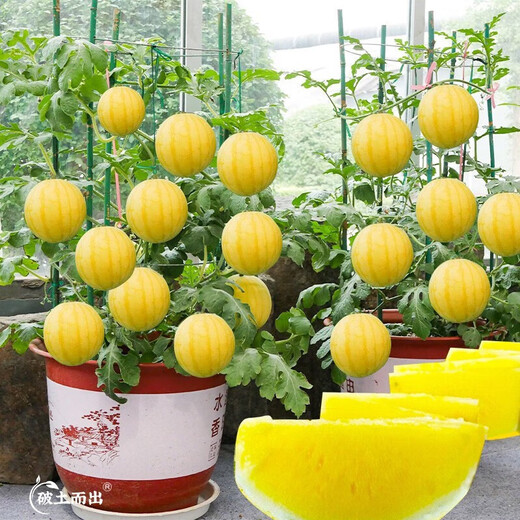 Dayu Yellow Heart Watermelon Seeds, Early Maturity, Yellow Skin, Red Flesh, Yellow Flesh, Special Xiaofeng Watermelon Seeds, Southern Fruit, Huang Meiren, Yellow Skin, Yellow Flesh Watermelon Seeds, 20 capsules, 2 bags