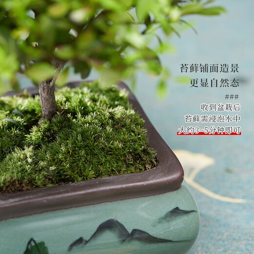 Когда плоды цветут, мелколистной красный бонсай нанму, китайское растение дзен, золотой бонсай нанму, старое зеленое растение на столе в офисе, фиолетовый горшок с песком + мох + основа