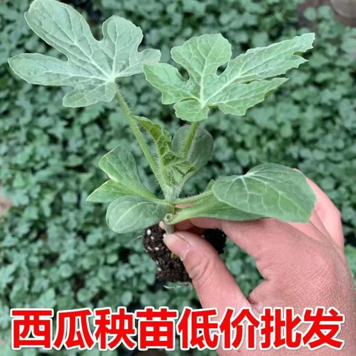 8424 Authentic Grafted Seedlings with Soil and Seedless Midu Kirin Early Mature Seedlings Watermelon Seedlings Stone Melon Watermelon Seedlings Buy 8+2 Real Hair 10 Trees + Fertilizer