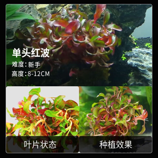 Crazy aquatic plants, aquatic plants, fish tank landscaping, aquatic plants, fish tank, aquatic plants, live aquatic landscaping package, real aquatic plants, fish grass, water orchid [colonized water purification culture bacteria] red lilac + green feather