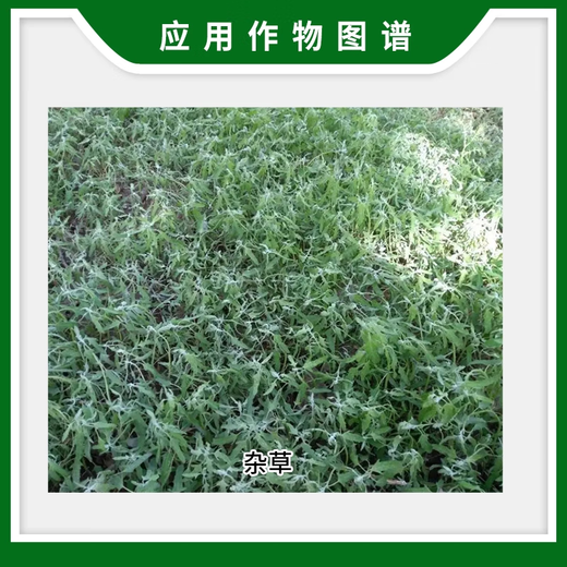 
Nongwang Nongzai 757 glyphosate ammonium salt 75.7% rapeseed weeds Citrus orchard pesticide herbicide glyphosate 68% 50g*100 bags/box