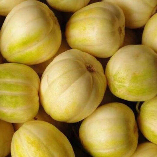 Gaga Sweet Northeastern Cantaloupe Seeds Yellow Melon Fruit Seeds Easy to Plant in Spring and Autumn Old Farm Varieties with High Sugar Content Original Factory Packaging 3 Packs + Song Fertilizer Gaga Sweet Melon Seeds About 50 Tablets - Pack