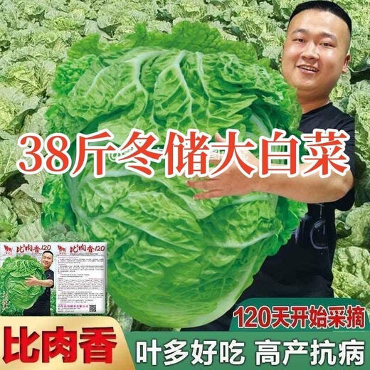 38 Jin Jin is equal to 0.5 kg. Overwintering Chinese cabbage seeds Shandong Chinese cabbage seeds. Chinese cabbage seeds are disease-resistant and high-yielding. Leafy cabbage. Original 2 packs (about 2000 grains) + Songpin. 38 Jin Jin is equal to 0.5 kg. Winter storage Chinese cabbage seeds.