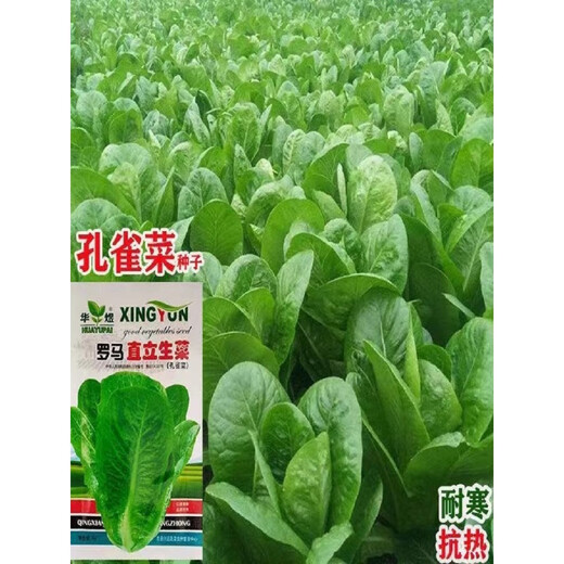 Peacock seeds are crispy, sweet and highly nutritious when eaten raw. Four-season Roma upright lettuce seeds are potted balcony vegetable seeds. Salad purple leaf lettuce seeds are packed in a pack of 1500.