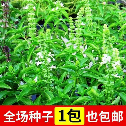 Basil seeds green stem nine-story tower planted lemon sweet basil balcony courtyard planting edible green basil seeds nine-story tower 100 capsules + fertilizer