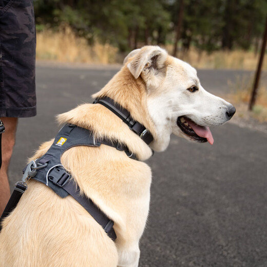 Ruffwell Ryan's webbing dog collar small dog ruffwear pet collar dog collar Shiba Inu dog collar collar River Rock Green XS