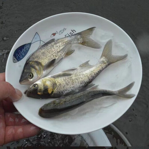优质大头鱼花鲢胖头鲢鳙鱼四大家鱼渔场直供鲜活发货花鲢鱼苗 2-4厘米花鲢苗（1050条）