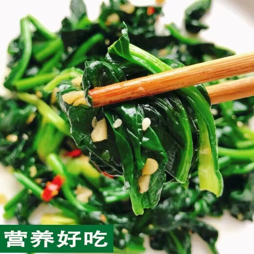 【可越冬】大叶菠菜种子散装菠菜籽四季播耐寒秋冬季蔬菜种子 【抗热+】大叶菠菜种子(高發芽率 原厂精装种子2袋2694粒