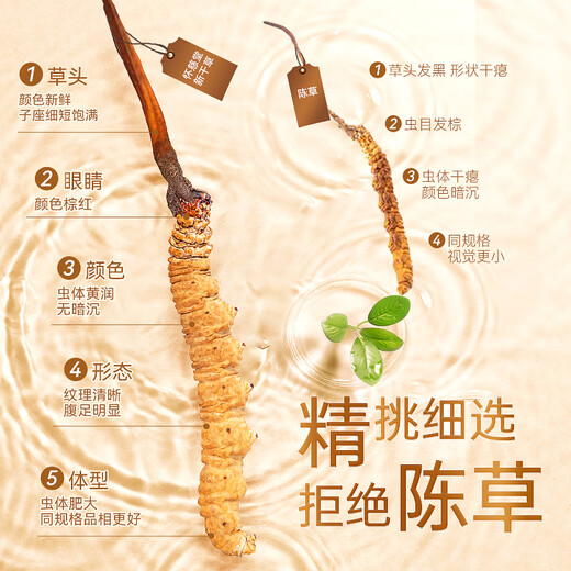 Huaici Tang Cordyceps 4 raíces/g 40 raíces caja de regalo Cordyceps tónicos regalos del día de la madre
