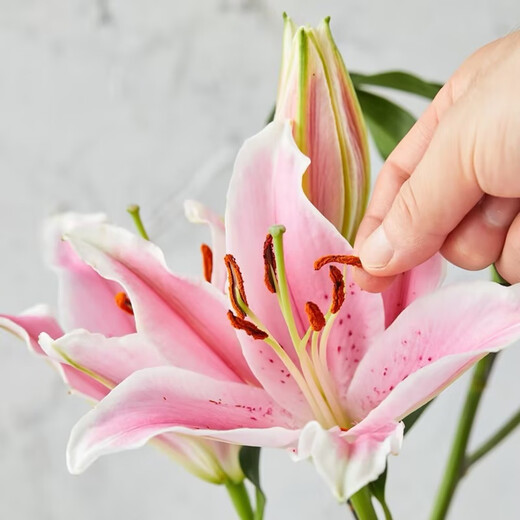9 pink lilies (3-4 buds shipped)