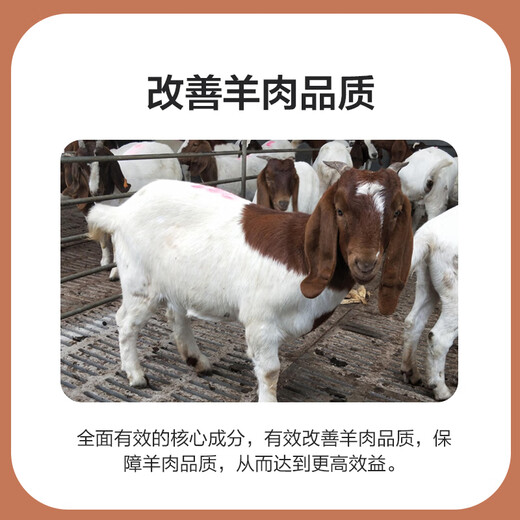 East China Zhengda 4% mutton sheep premix mutton sheep feed fattening sheep feed fattening and enlarged skeleton Hu sheep feed