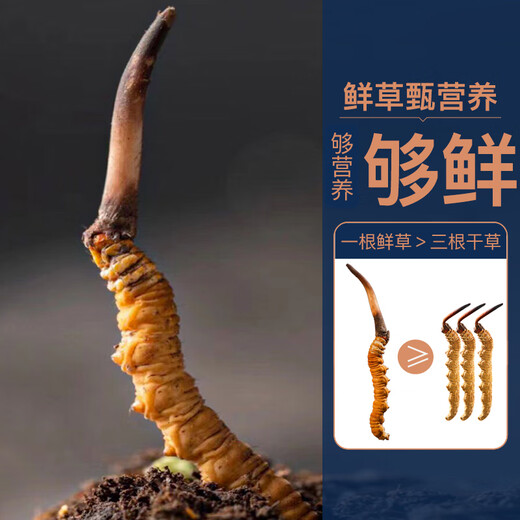 [2024 Naqu End of Wild Cordyceps] QOMO Naqu Origin Seasonal Fresh Cordyceps in Naqu, Tibet Wild Cordyceps Cold Chain Gift Box Dragon Boat Festival Gift Box Naqu Wild Cordyceps 0.8g/root 100 Roots Pack