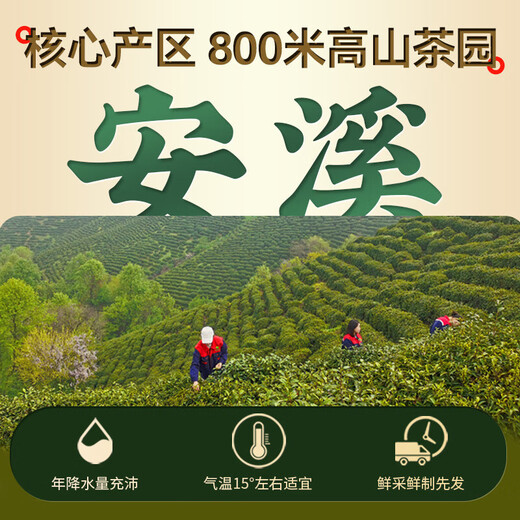 Tieguanyin 2025 Neuer Tee, authentischer Fujian Anxi Oolong-Tee, Orchidee, starker Duft, echtes Selbstgetränk, Orchideenduft in Dosen, Tieguanyin, 150 g