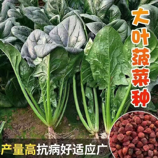 【可越冬】大叶菠菜种子散装菠菜籽四季播耐寒秋冬季蔬菜种子 【抗热+】大叶菠菜种子(高發芽率 原厂精装种子2袋2694粒
