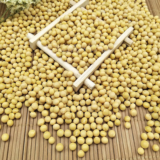 Sprouting kleiner goldener gelb 690 Sojabohnen 5 Jin [Jin entspricht 0,5 kg] Sprossen kleine Sojabohnen, um Natto -Perlen 250 g speziell 690 Sojabohnen 5 Jin zu machen [Jin entspricht 0,5 kg]