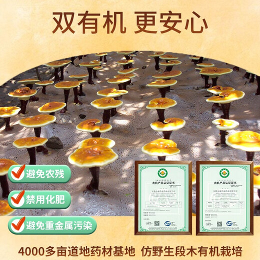 乔康菩光破壁灵芝孢子粉免疫力调节含三萜多肽易吸收术后保健中老年人 礼盒装90g(2g/袋x15袋/盒x3盒)拍3发5