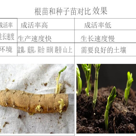 Kludong 24 Tianzhu Mountain new seedlings Trichosanthes melon seedlings No. 9 seedlings No. 20 seedlings Trichosanthes melon seedlings Chinese medicinal materials hanging melon seed seedlings Gualou seedlings No. 9 female seedlings/10 plants + 1 male seedlings