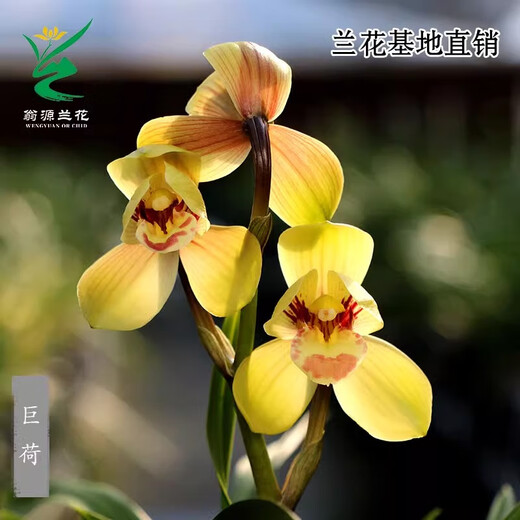 Wengyuan Orchid Authentic Spring Orchid Giant Lotus Old Species Winter Flowering Period Strong Fragrance Easy to Grow Indoor Desktop Flower Pots Giant Lotus 6 Seedlings Large Strong Seedlings Simple Pot Hair