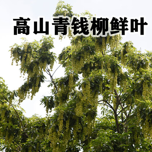 Zkwfu alpine sauvage naturel vert naturel qianliu thé de santé 126g sac authentique ajustement de sucre dans le sang sub-sain authentique 10 sacs