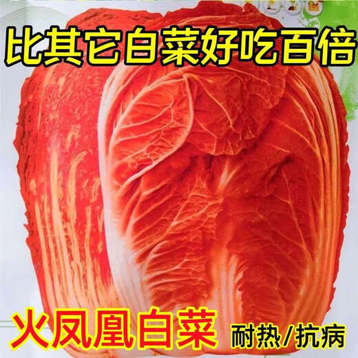 Fire Phoenix Chinese Cabbage Seeds Red Cabbage Seeds are disease-resistant, high-yielding and high in calcium. Orange and Red Cabbage are easy to grow in farmers’ fields. Matched Version. Fire Phoenix Cabbage Seeds. Premium - New Seeds. 10 packs, about 1099 capsules.