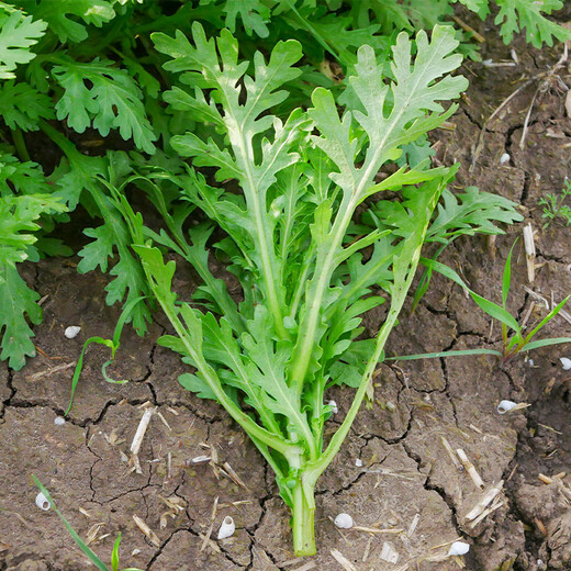 Shouhe chrysanthemum seed seedlings small-leaf emperor vegetable seeds Weinen No. 7 chrysanthemum seeds 15g about 6300 grains