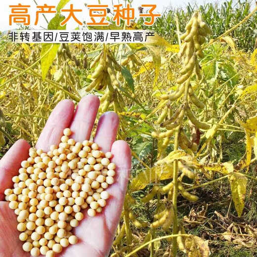Wangyuanxing 57 soybean seeds soybean seeds high-yielding soybean seeds large disease-resistant domestic soybean seed base 20Jin Jin equal to 0.5kg original National Approval Zhongyang 57