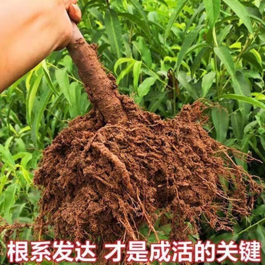 Junhao NUEVA VARIEDAD DEL PEQUETO INGRETADO PIENTURAS DE MONTRA TARDETAS MATRADAS MATRADAS TARDE CON RESISTENCIA RESISTENCIA RESISTANTE RED HEACH RETLINGS de durazno dando frutos en el norte y sur ese año [recomendado 679 plántulas] Dos en 4 años de Invierno Peach No. 3 Sweet Peach King