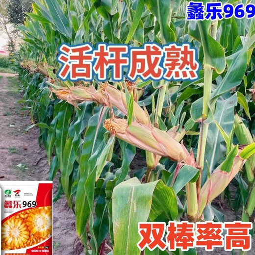 Academy of Agricultural Sciences Corn Seed Collection Original Lile 969 High Yield Short Stem North and South Spring and Summer Corn Seeds (Lile 969) Original (2 Jin Jin equals 0.5 kg) Disease Resistance and Lodging Resistance