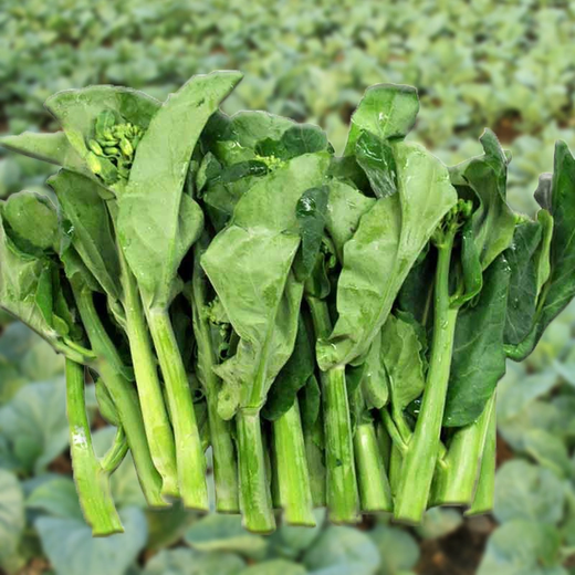 Xiangbin kale seeds kale field open-air planting in spring, summer, autumn and winter sowing pot seeds Guangdong vegetable seeds white flower willow leaf kale seeds 2000 original