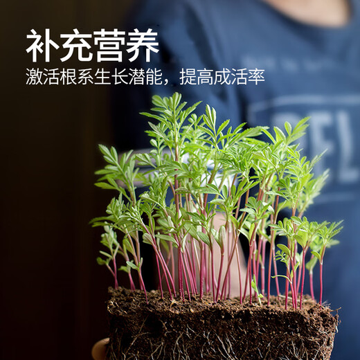 Family tree transplanting rooting liquid, general plant rooting agent, fruit tree seedling transplanting liquid, large plant rooting liquid