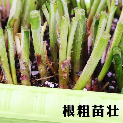 Four-season leek root seedlings, non-long-lasting leek seeds and root seedlings, southern seedlings, Guangdong white root leek 1 pack
