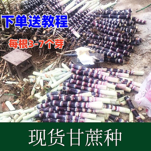 Jingyu Festival long purple-skinned fruit sugarcane seeds with many golden sugarcane seedlings, black-skinned sugarcane seedlings, strong and easy to survive, black-skinned 100 fruit sugarcane seedlings