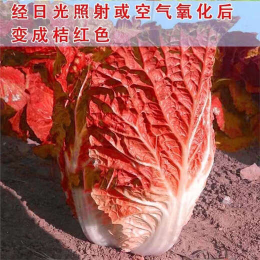 Fire Phoenix Chinese Cabbage Seeds Red Cabbage Seeds are disease-resistant, high-yielding and high in calcium. Orange and Red Cabbage are easy to grow in farmers’ fields. Matched Version. Fire Phoenix Cabbage Seeds. Premium - New Seeds. 10 packs, about 1099 capsules.