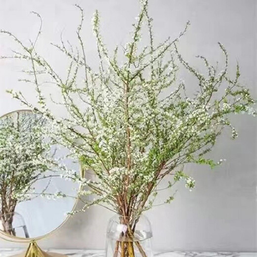 Snow willow dry branches water flower arrangement hydroponic flowers indoor water blooming living room balcony flower viewing green plants snow willow flowers fresh branches water grown New Year's Eve flower plants 10 snow willow branches 80 cm high without bottles