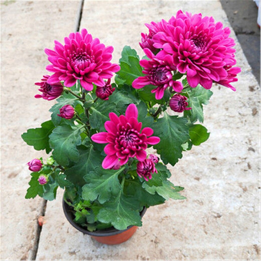 HUAHUIYOU with flower buds shipped with Dutch chrysanthemum seedlings are cold-resistant and easy to live. All seasons of flowering potted plants. Indoor and outdoor balcony green plants and flowers. Pink chrysanthemum with flower buds.