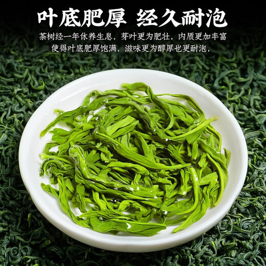 陈一凡 茶叶高山云雾绿茶 明前2025年新茶一级春茶浓香型耐泡散装500g