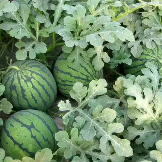 Suri Zaojia 8424 Watermelon Early Ripening Kirin Melon Xindumei Watermelon Seed Extra Large Kirin Super Sweet Seedless Melon Early Maturity Resistant Dumei F1 Canned 500 Tablets (Daejeon Premium)