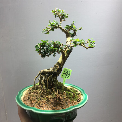 
Si Jie Hainan Xianglan bonsai precious tree species blooming and fragrant Bolan outdoor balcony novice planting and raising potted plants 829 Cliff Xianglan does not include pots