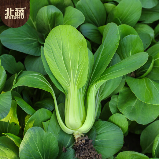 Beishu small green vegetable seed seedlings Shanghai green stem rapeseed fast-growing 605 Shanghai green seeds 50g about 20,000 grains