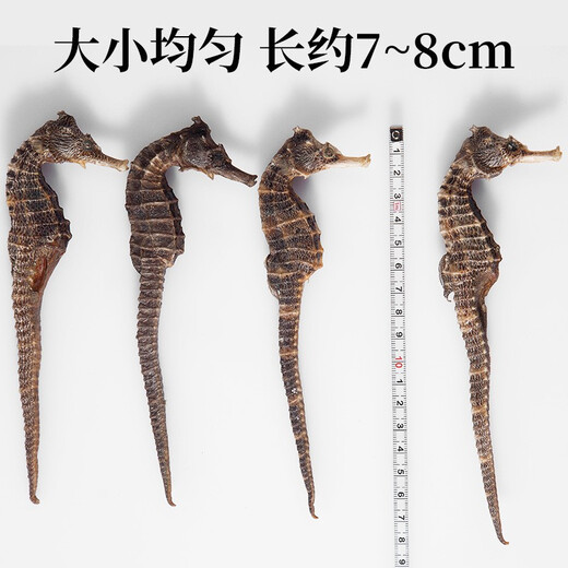 Qi Xiaofeng Haima Medizinische Materialien [CAWC -Zertifizierung] Große Seepferdchen männliche und weibliche ein Paar Trockenwaren Haima Hailong Kombination Wein Medizinmaterialien 1 Paar 2 (insgesamt mehr als 10 g)