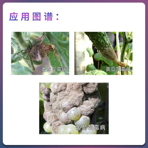 Bayer Shigaluo 40% pyrimethanamine tomato cucumber grape gray mold pesticide fungicide 1L