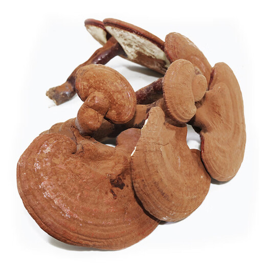 Ganjunzhuang changbai montagne ganoderma lucidum rouge ganoderma lucidum avec poudre de spore semi-wild ganoderma lucidum nord-est ganoderma lucidum huile pot plante