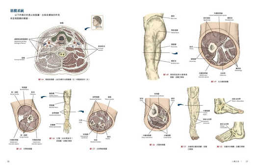 Spot Human Anatomy Book (troisième édition) avec démonstration DVD Andrew Bell Version taïwanaise Musculo-squelette pour la peau, plus de 1 300 photos sont disponibles