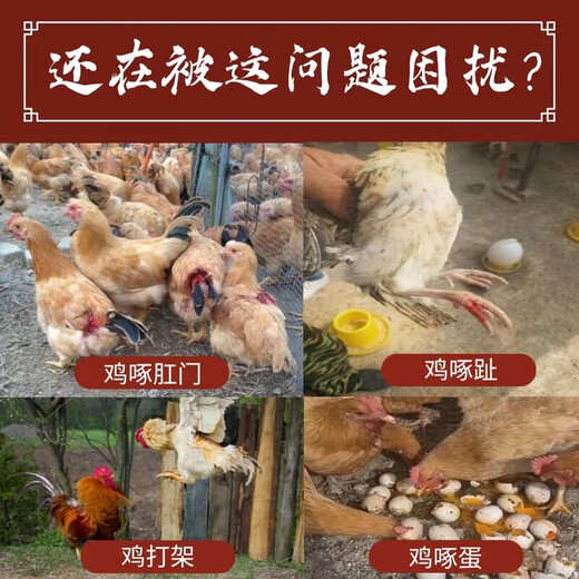 Очки для защиты от расклевания курицы Vulgare, куриные глаза среднего и большого размера, маска для глаз горной курицы, заглушка, устройство против клевания для принадлежностей для выращивания кур, стаканы для курицы без отверстий среднего размера (подходят для 3 Цзинь Цзинь = 0,5 кг -8 Цзинь Цзинь = 0,5 кг) 10 шт.