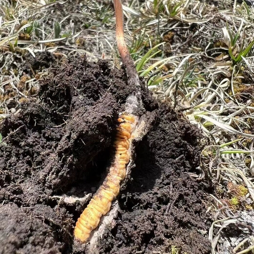 Fresh Cordyceps sinensis 2025 Erste Periode Cordyceps Authentische Führer hoch Höhengeschenk authentisch frisches Cordyceps Festival 0,8-0,9g/Wurzel 100 frische Cordyceps Cordyceps Sinensis Cordyceps SF Express Lieferung