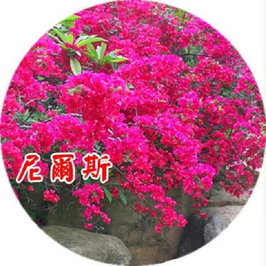 Bougainvillea seeds Bougainvillea seeds Bougainvillea flower seeds Bougainvillea flower seeds Potted Four Seasons Kunlun 100 capsules