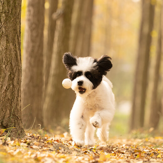 Guiwei dog toy 4-piece set small dog puppy toy ball ringing paper sound grinding teeth bite-resistant Bichon Frize pet toy