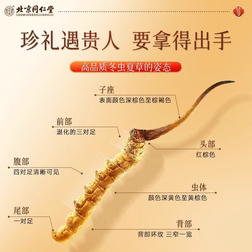 Beijing Tongrentang Cordyceps sinensis [large Cordyceps king] 1g about 3 first stubble unbreakable grass high-end tonic products