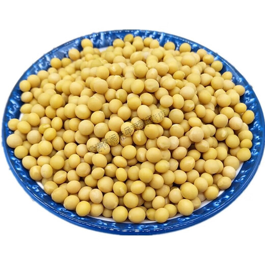2023 Northeast New Soybean Sprout Special 690 Extremadamente pequeño Natto Natto Pequeños frijoles dorados 1Jin [Jin equivale a 0.5 kg]